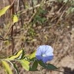Bonamia spectabilis Blüte