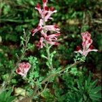 Fumaria barnolae Mosusu
