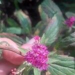 Spiraea japonica Kvet