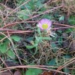 Erigeron alpinus Hábito