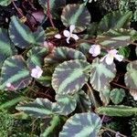 Begonia cleopatrae Buveinė