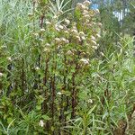 Stevia monardifolia