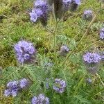 Phacelia tanacetifoliaFlor