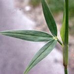 Stylosanthes guianensis Leaf