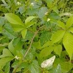 Croton hirtus Floare