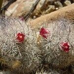 Mammillaria pottsii অভ্যাস