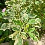 Vitex trifolia Leaf