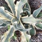 Agave gypsophila Hoja