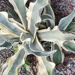 Agave gypsophila