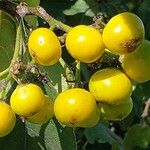 Ehretia dicksonii Fruit