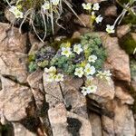 Saxifraga caesia Fula