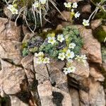 Saxifraga caesia Õis