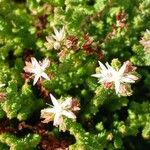 Sedum moranense Flower
