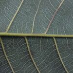 Milicia excelsa Leaf
