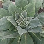 Verbascum phlomoides Blatt