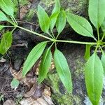 Rubia fruticosa Hoja