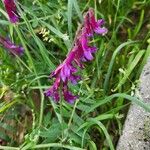 Vicia eriocarpa Blodyn