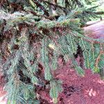 Abies cilicica পাতা