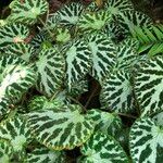 Begonia imperialis Habit