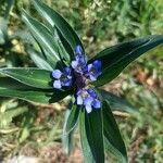 Gentiana cruciataFlower