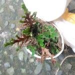Selaginella tamariscina Лист