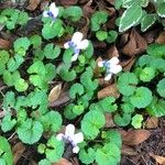 Viola hederacea Fuelha