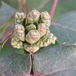 Berberis aquifolium Other