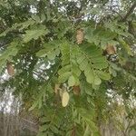 Tipuana tipu Leaf