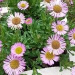 Erigeron glaucus Levél