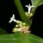 Ronabea latifolia Blüte