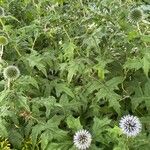 Echinops bannaticus ശീലം