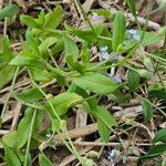 Myosotis arvensis Plante entière