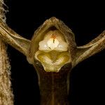 Pachyplectron arifolium Flor