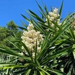 Yucca gigantea