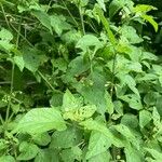 Solanum scabrum 葉