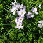 Ipheion uniflorum Habitus