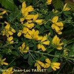 Genista monspessulana Máis