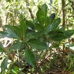 Planchonella reticulata Blad