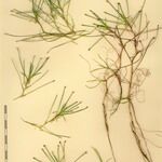 Isolepis fluitans Other