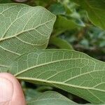 Ficus assamica Leaf