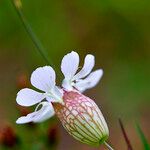 Silene uniflora Цвят