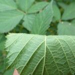 Rubus sprengelii その他の提案