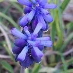 Muscari neglectum Цветок