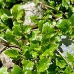 Campanula cochleariifolia পাতা