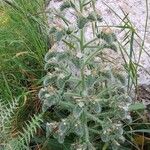 Echium italicum Floare
