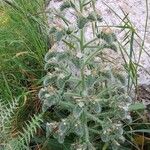 Echium italicum Flor