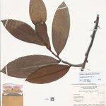 Guatteria discolor Hoja