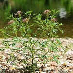 Polanisia dodecandra Habit