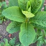 Phytolacca acinosaFolla