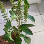 Ocimum gratissimumFuelha